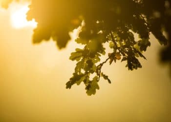 Gröna ekblad i motljus