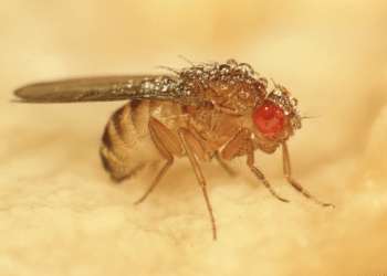 Så håller du bananflugorna borta från köket