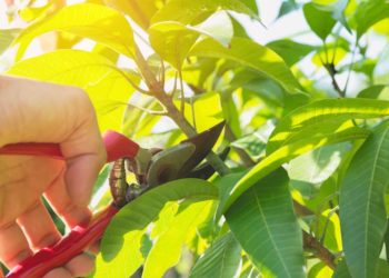 Förstå hur olika växter ska beskäras och få ett toppresultatet