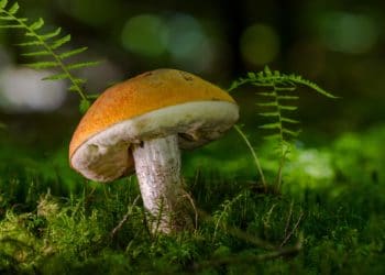 Har du svampögon? Så hittar du de goda och ätbara svamparna