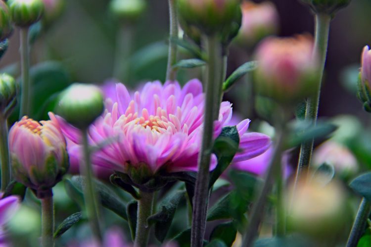 Njut av sensommarens blomster – plantera nytt