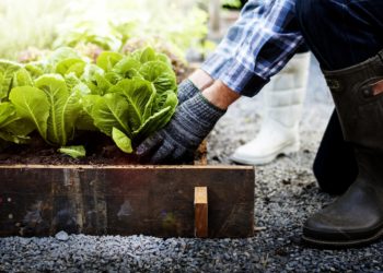 6 enkla sätt att förvandla din lilla trädgård