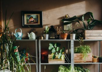 Fantastiska klätterväxter – underbara i trädgården, på balkongen och inomhus