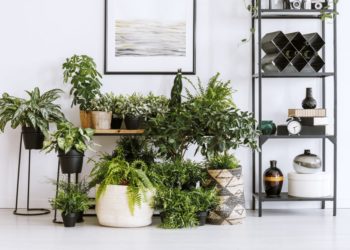 Hur du inte tar död på dina krukväxter