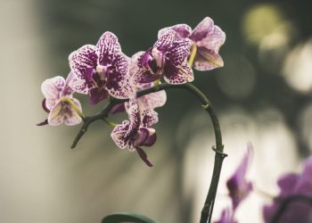 Lyckas med dina orkideer