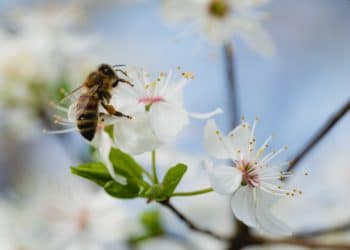 Så räddar vi de livsviktiga bina