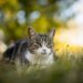 utekatt